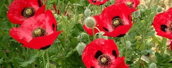 Poppies