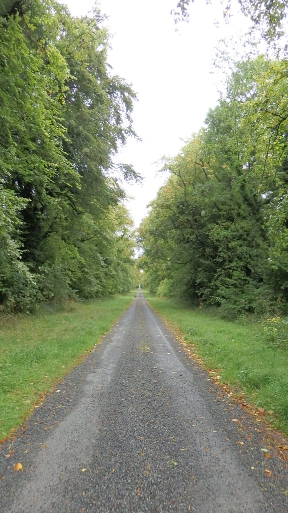 Driveway leading up to Springfield Castle, Dromcolliher, Co. LIMERICK