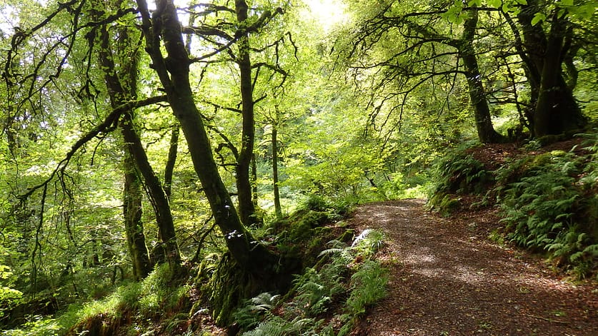 September 2014 St Gobnait's wood Ballyvourney, Co. Cork Ireland