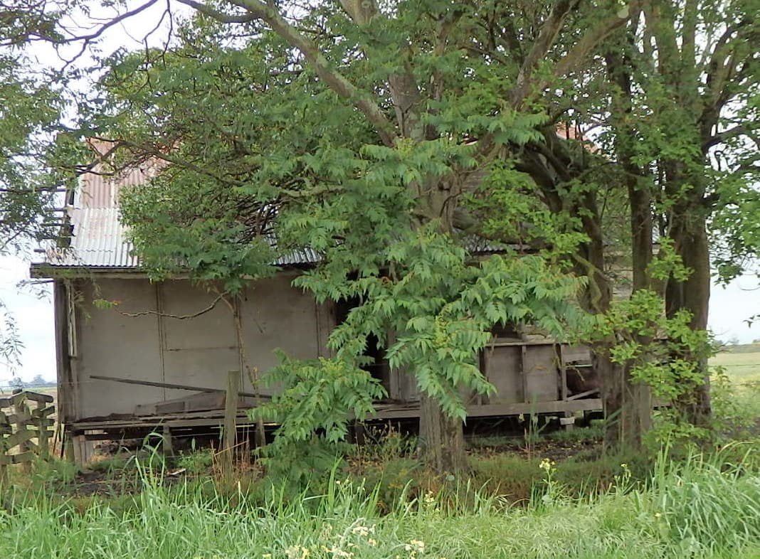 Back to the Main Drain Cora Lynn, Vervale and Iona Cicadas, Bees